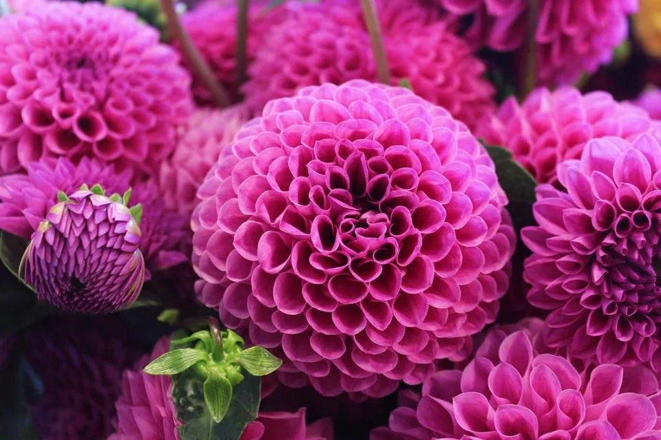 Colour effect in the flower photo.