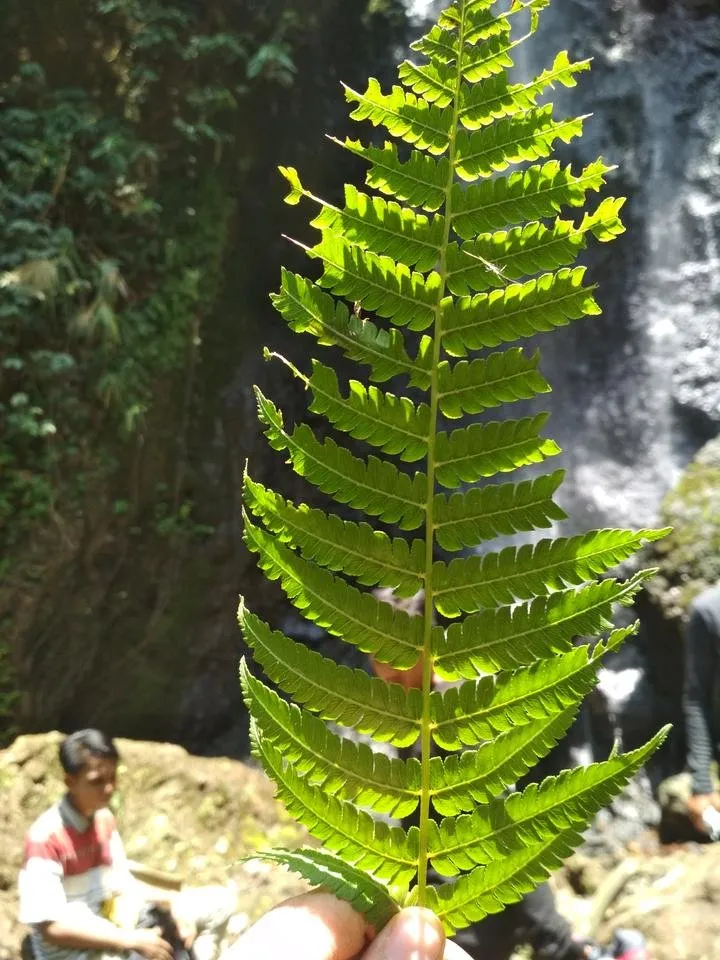 Forest Leaves