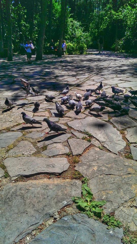 📷 #ColorChallenge- Tuesday-💮So Gorgeous💮-Birds !!!💐🌷- Busy