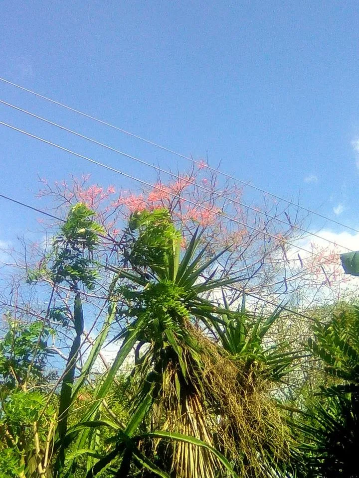 Blue sky
