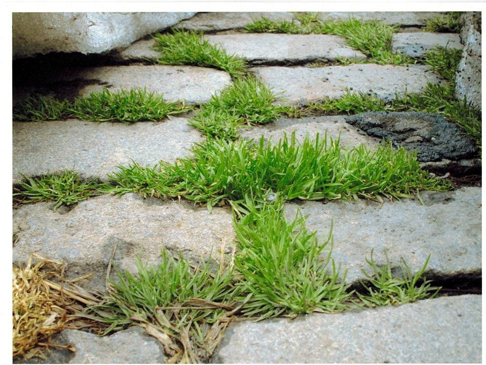 Grass-in-the-cracks