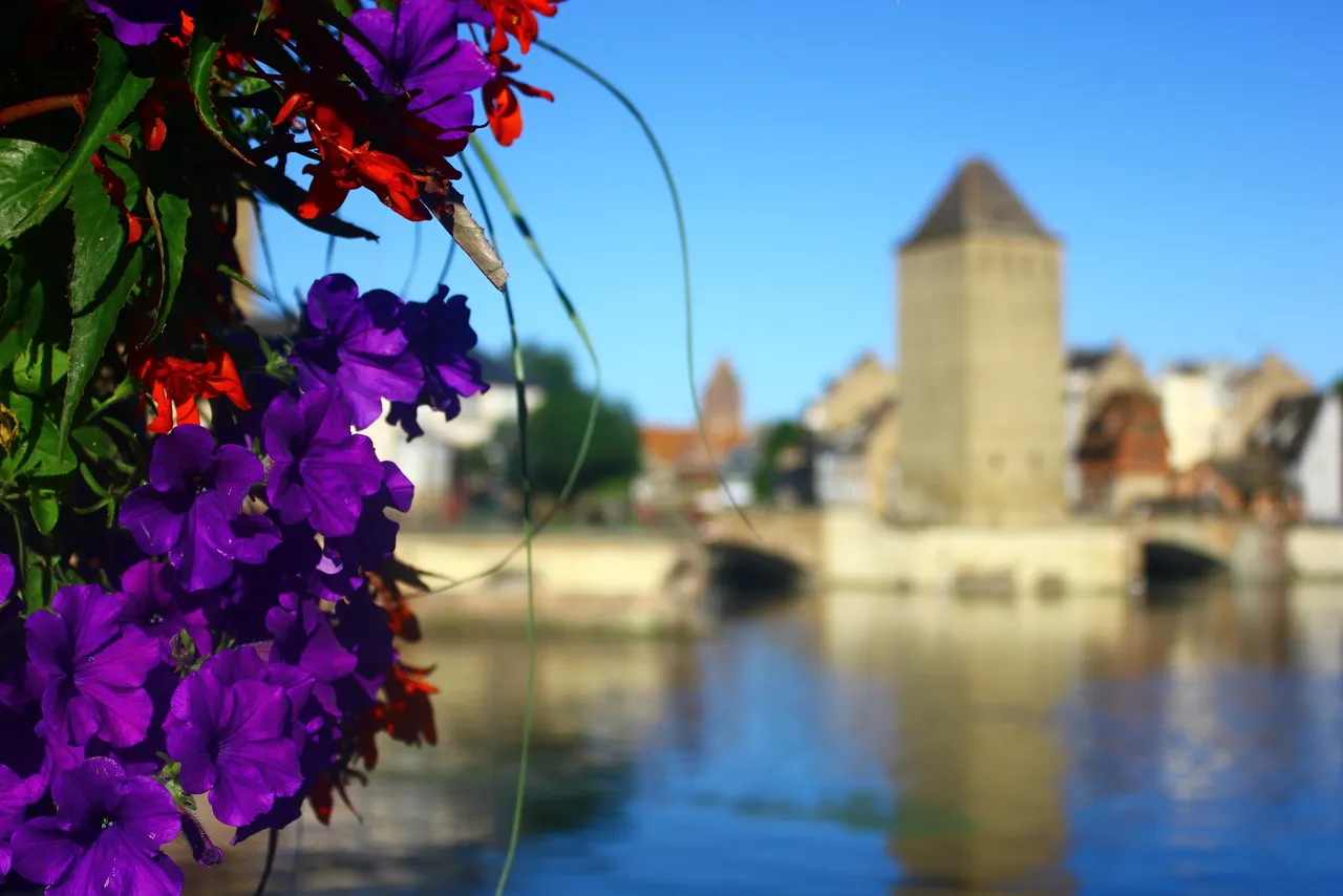 Flower Diaries: (3)