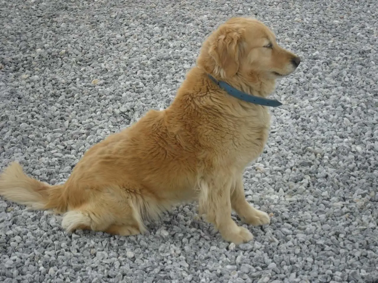 MY DOG.. 