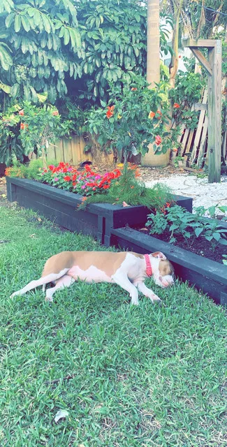 Pooch loves flowers!