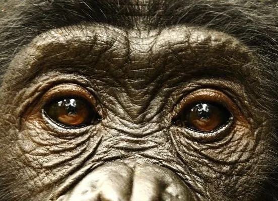Bonobo ve Ateist - [Kitap Alıntıları -2]