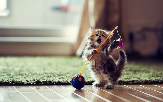 Cute Cat Picture #4