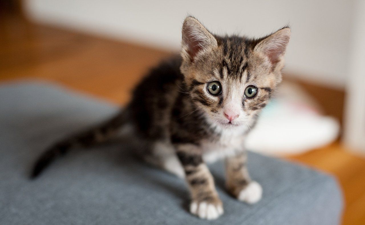 Cute Cat Picture #3