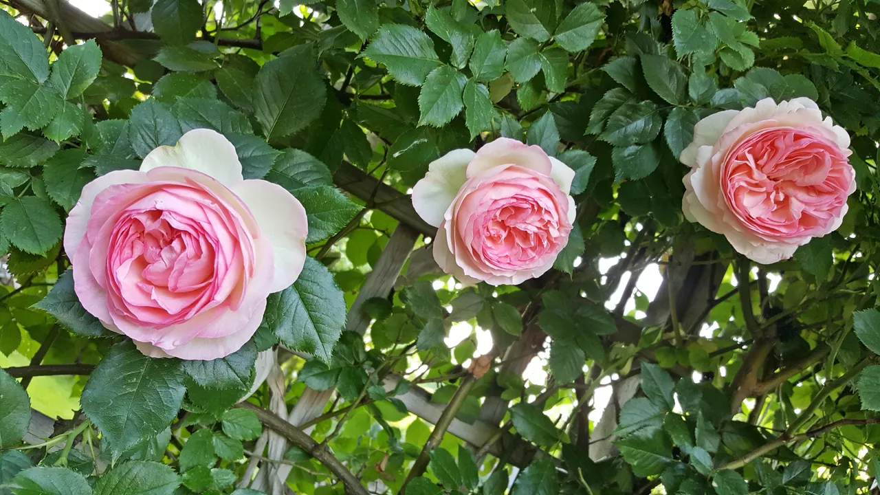 Contests of Petals - #PinkFlowersDay - Eden Roses