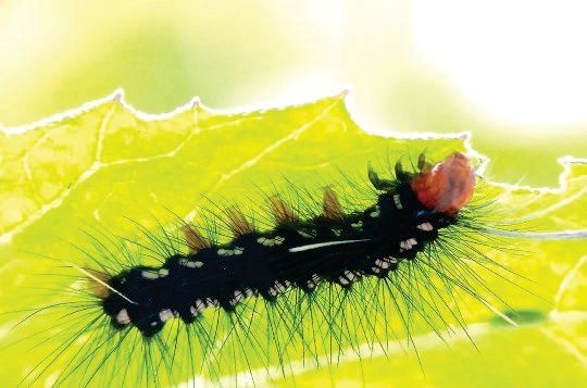 Wormy Caterpillars Make Extraordinary Itching