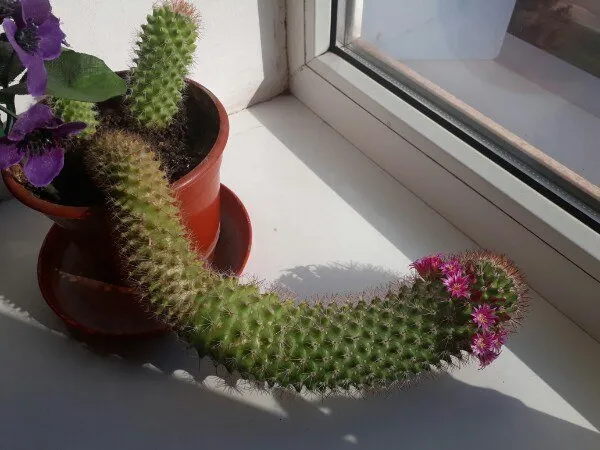 Here's my unusual cactus