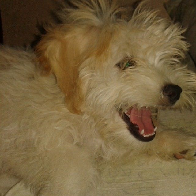 Como debemos cuidar a nuestros cachorros//