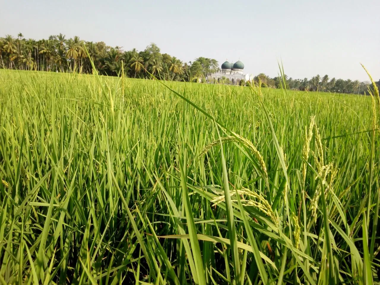 Aceh Peasant Society Smiled Again