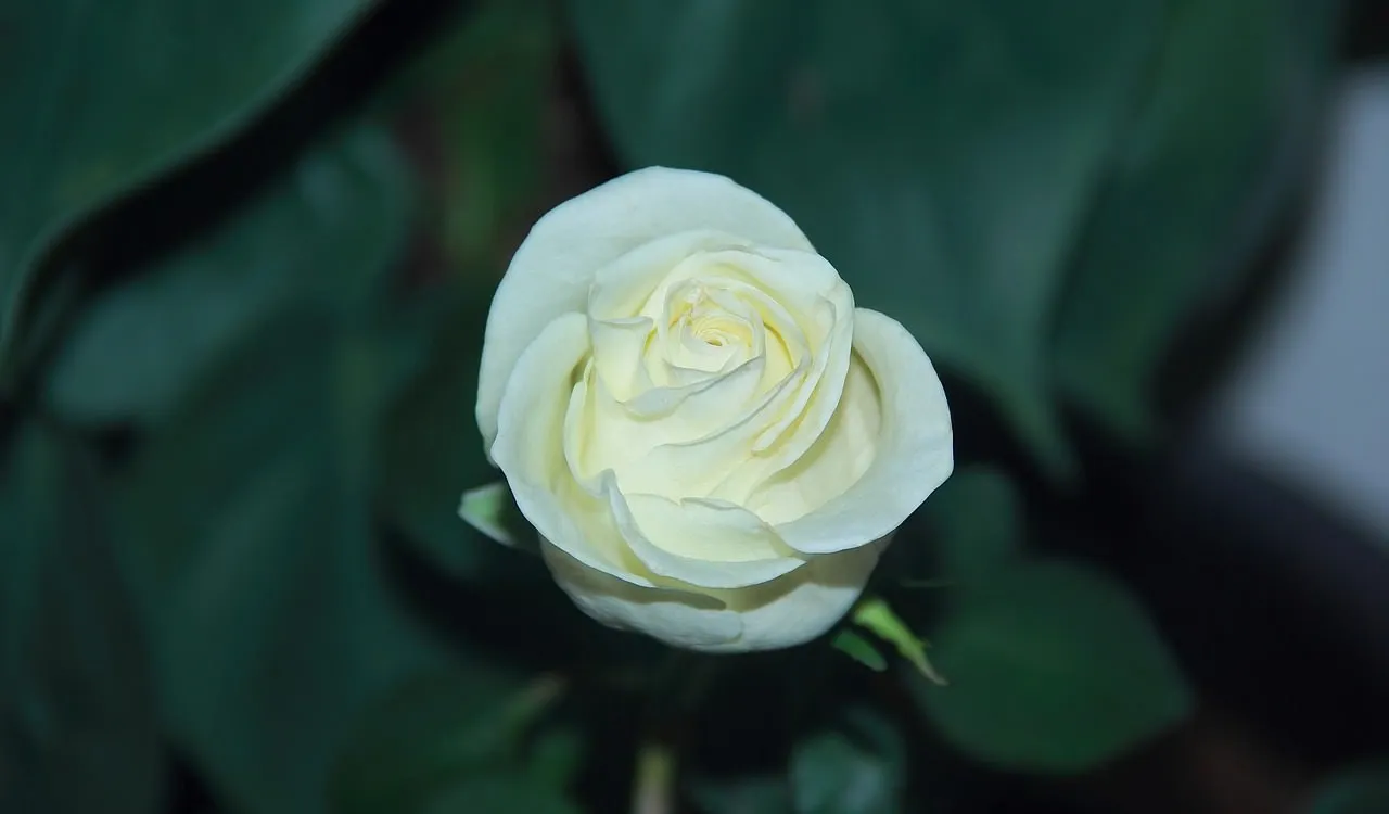 I like flowers very much 54