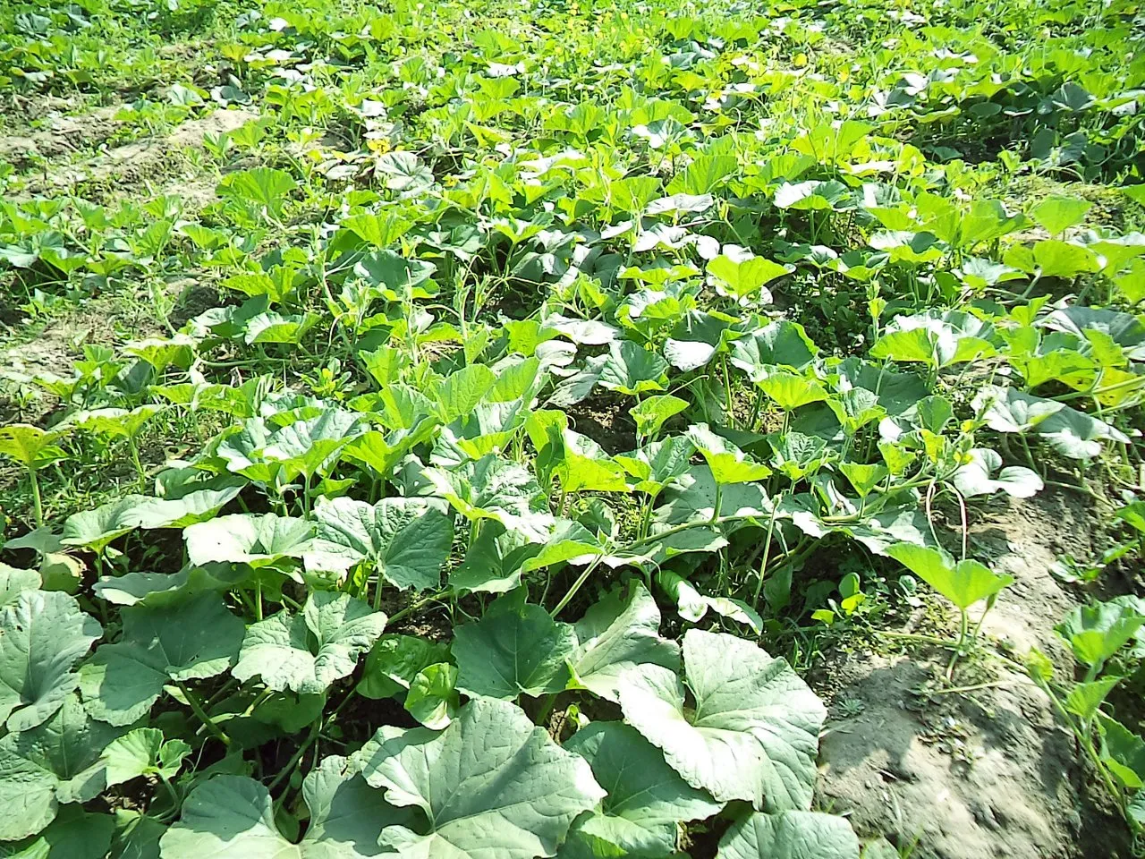 Pumpkin Cultivation