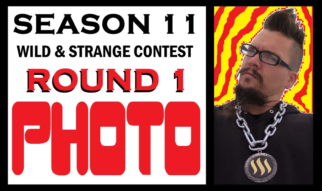 WILD & STRANGE CONCOURS SAISION 11 TOUR 1 - PHOTO