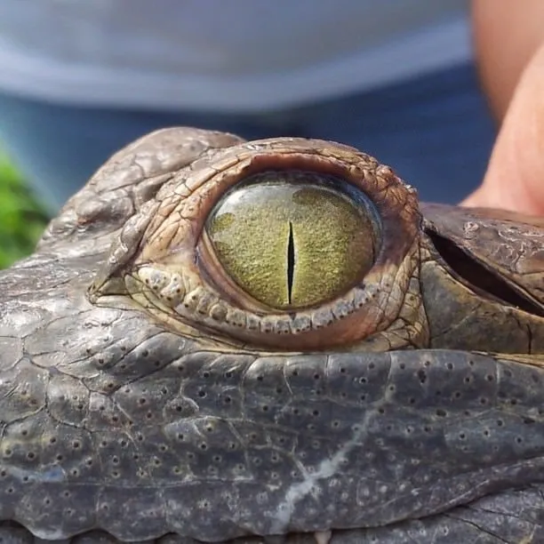 Caiman of the Orinoco (Crocodylus intermedius)