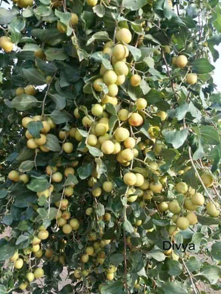 fruti