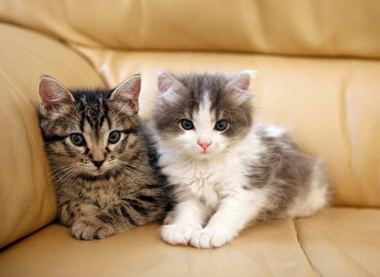 Cute Cat Picture #5