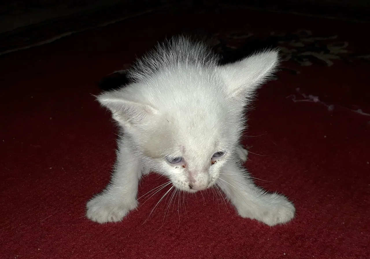 Where's This Kitten Mother? :(
