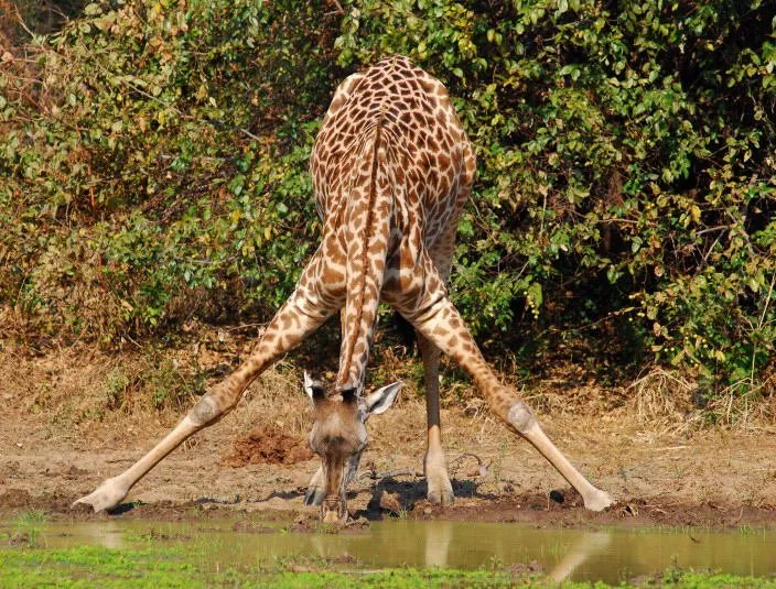 Giraffe