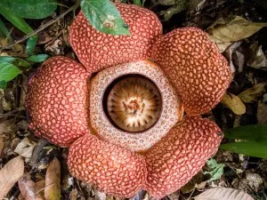 A Corpse Flower (Rafflesia keithii) has a parasitic organism plants