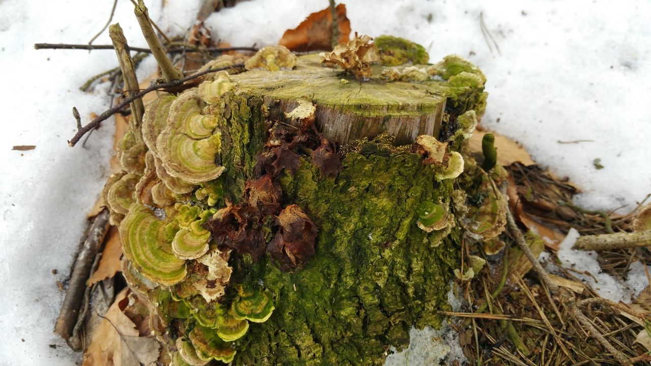 Fungi Friday 