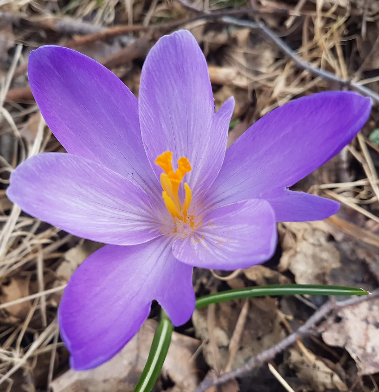 Flower Friday 
