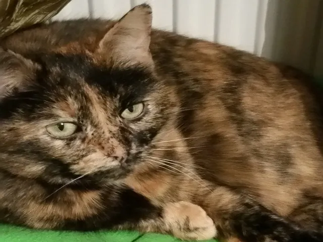 Meet Rakke Tiki! 