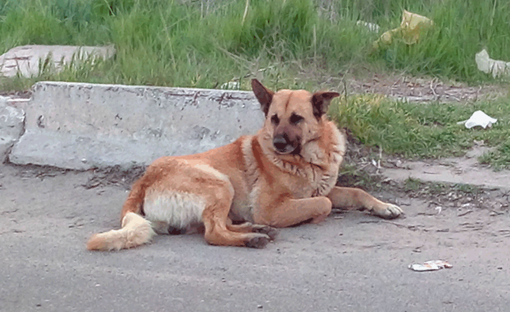 Animalphotography - Alpha-Dog vers. 2