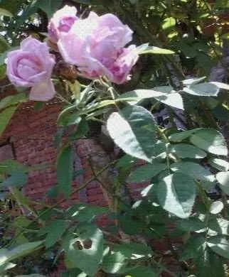 Photography of red roses