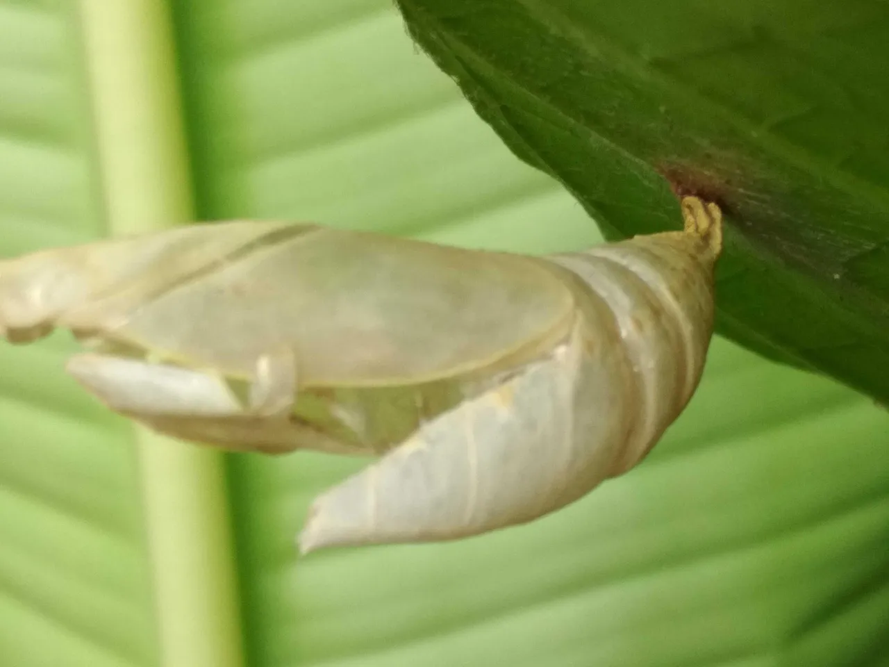 caterpillar's nest and has become a butterfly.