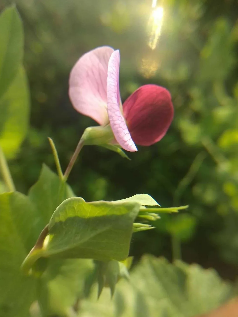 My favorite type of flower. photography #93