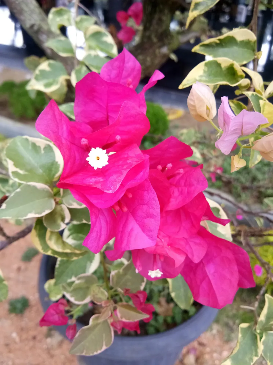 [photography] flowers mated
