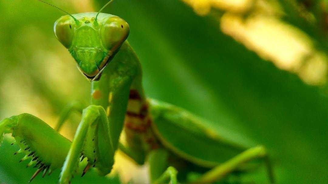 Belalang sentadu "Ordo Mantodea"