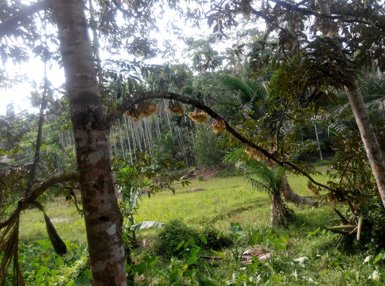 Durian season will soon arrive