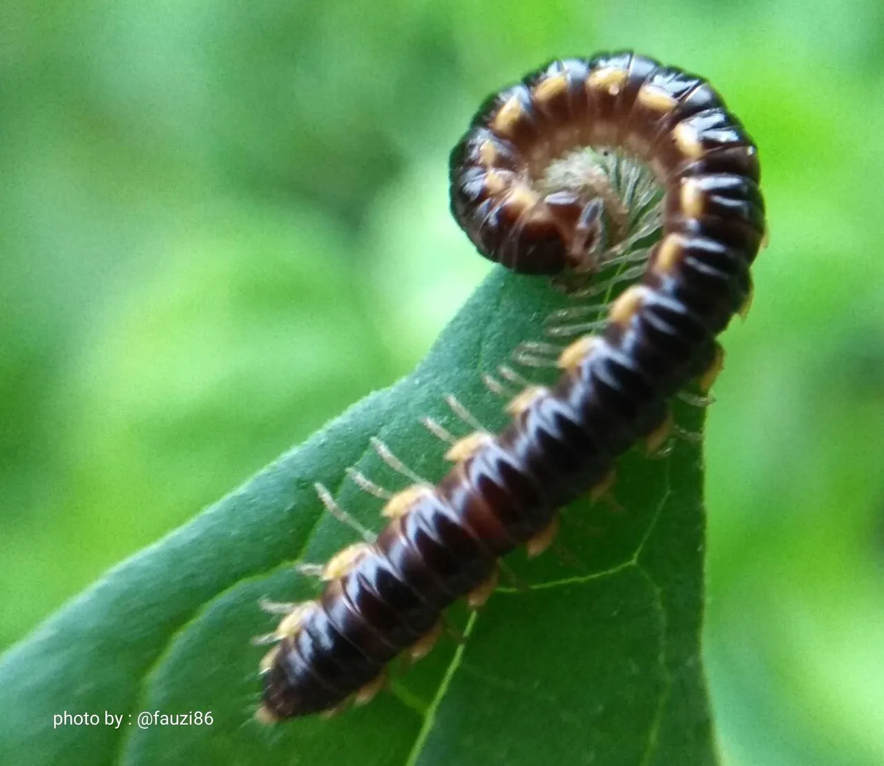 Millipede insect's foot a thousand