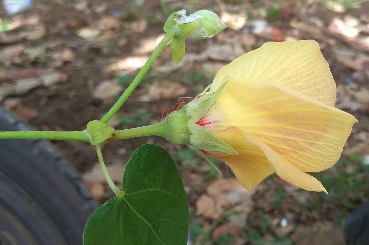 Hibiscus tiliaceus