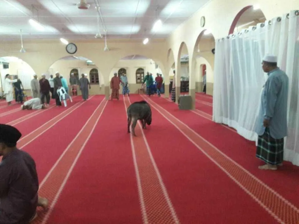Wild boar is lost in the mosque.