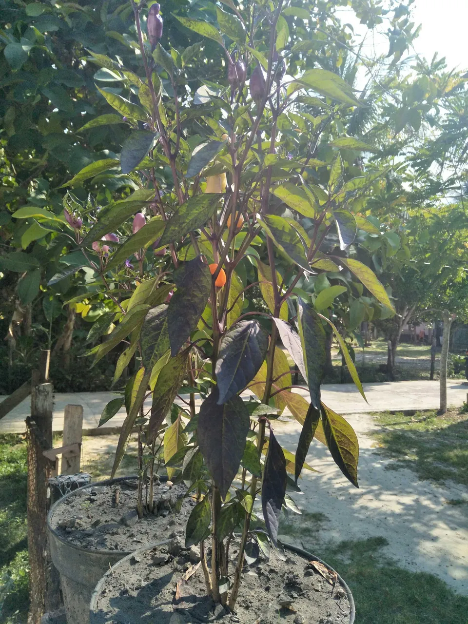 colorful chili