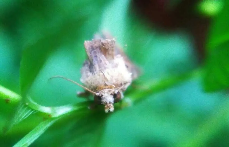 Moths macrophotography