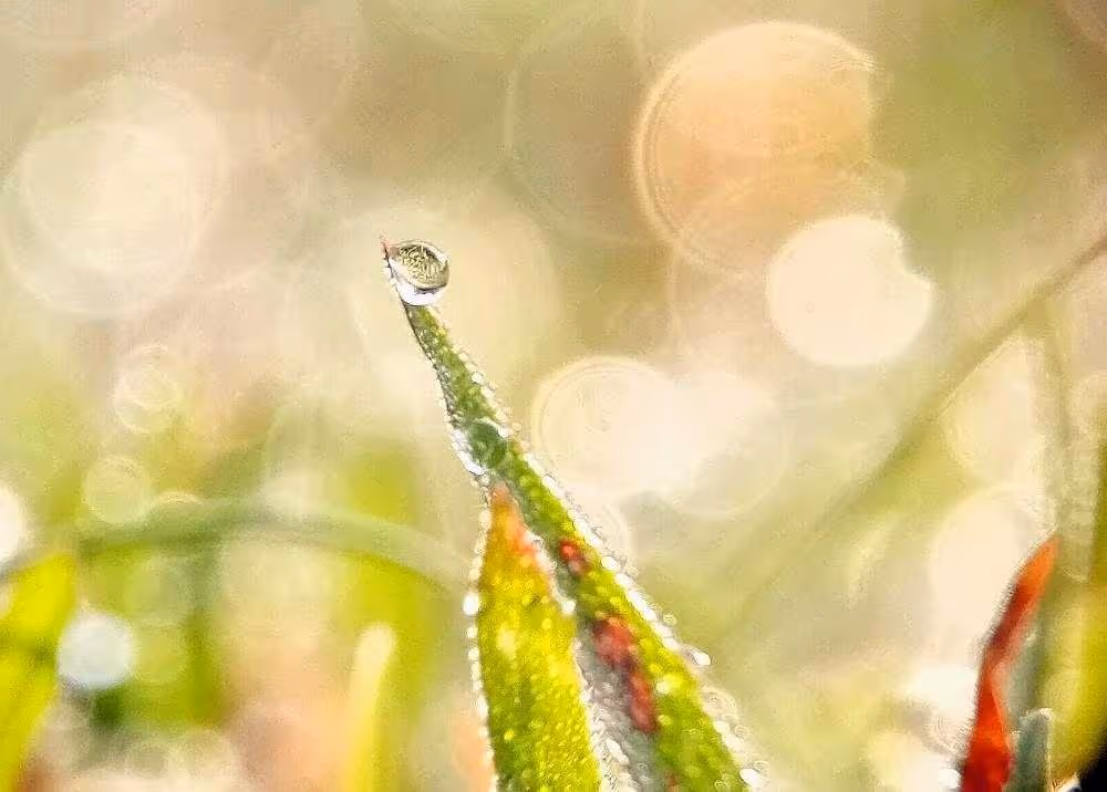 Spirit in the Morning