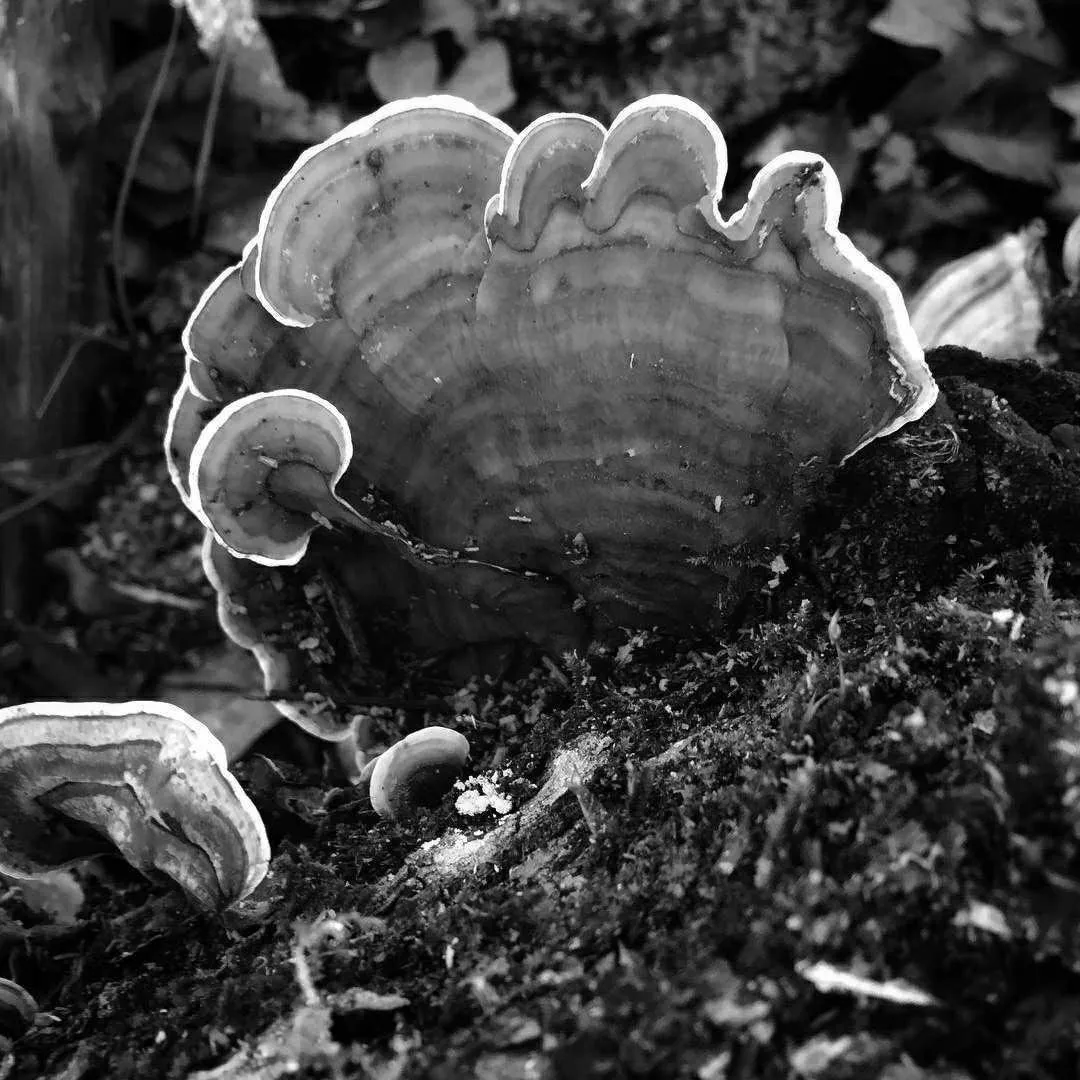 SevendayChallenge black and white - challenge - day - 6