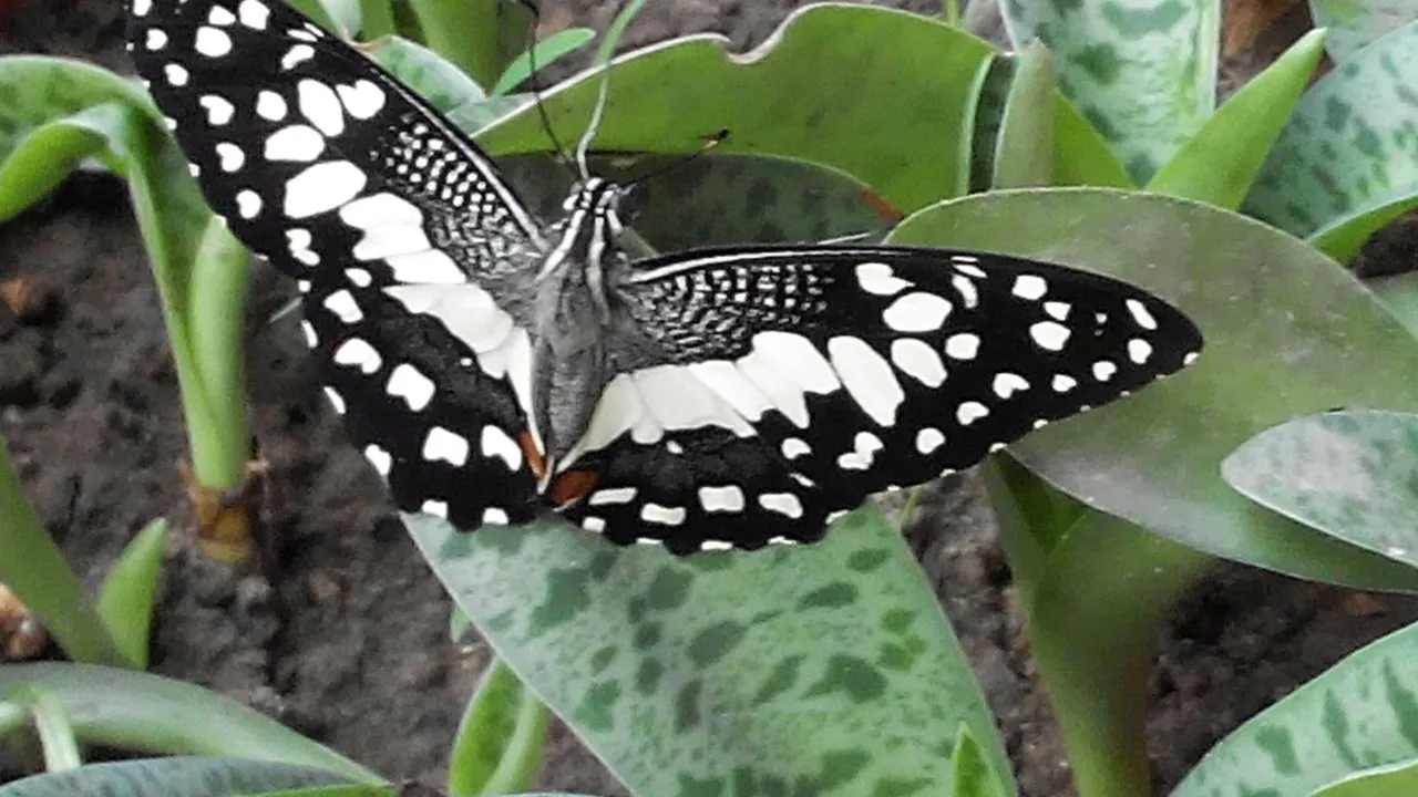 Butterfly