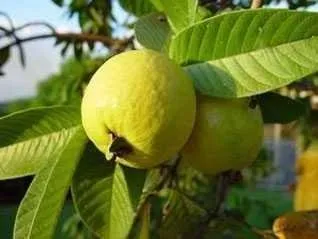 10 Benefits of Guava Juice for Health