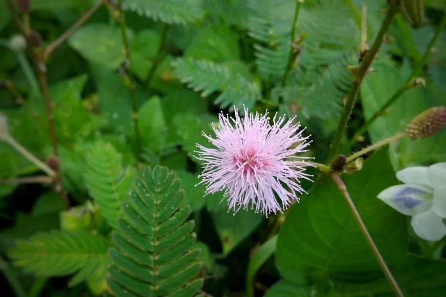 Magic Flower - PHOTOGRAPHY