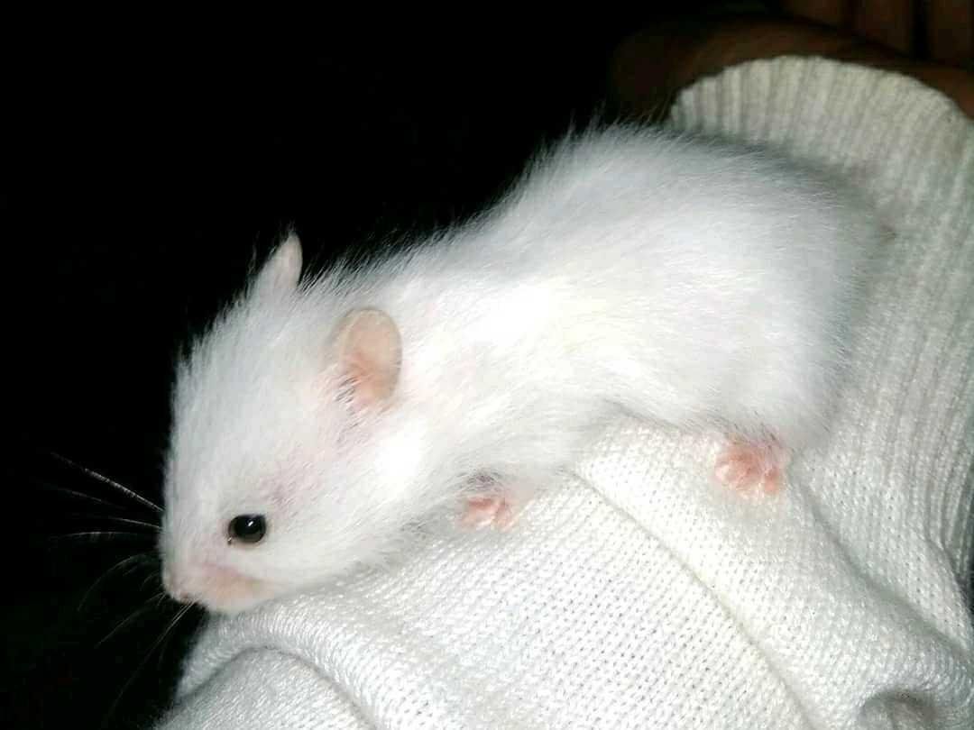 Hamster, Pet photography (15/03/18)
