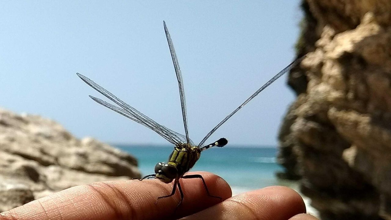 Dragon fly 