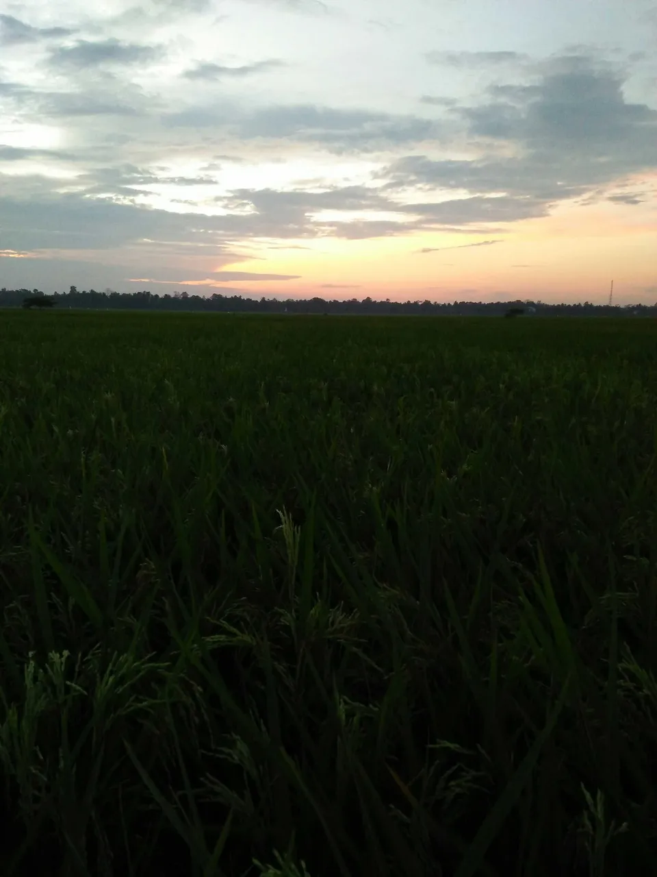 Pemandangan yang indah di perkampungan