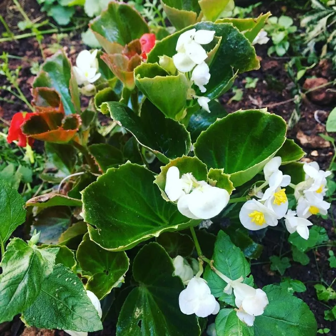 Beautiful white flowers