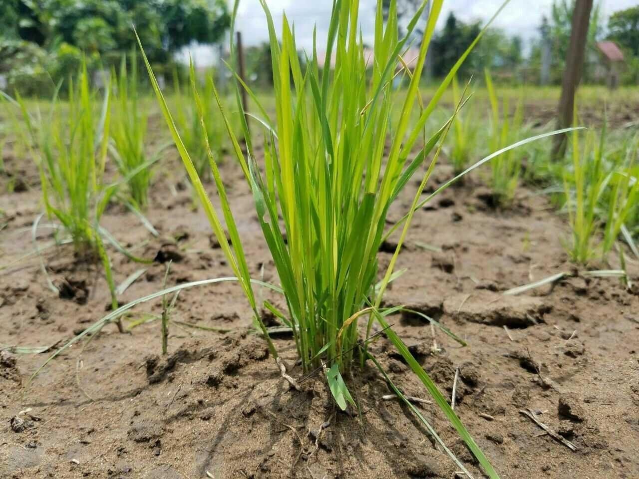 Rice Research for the World